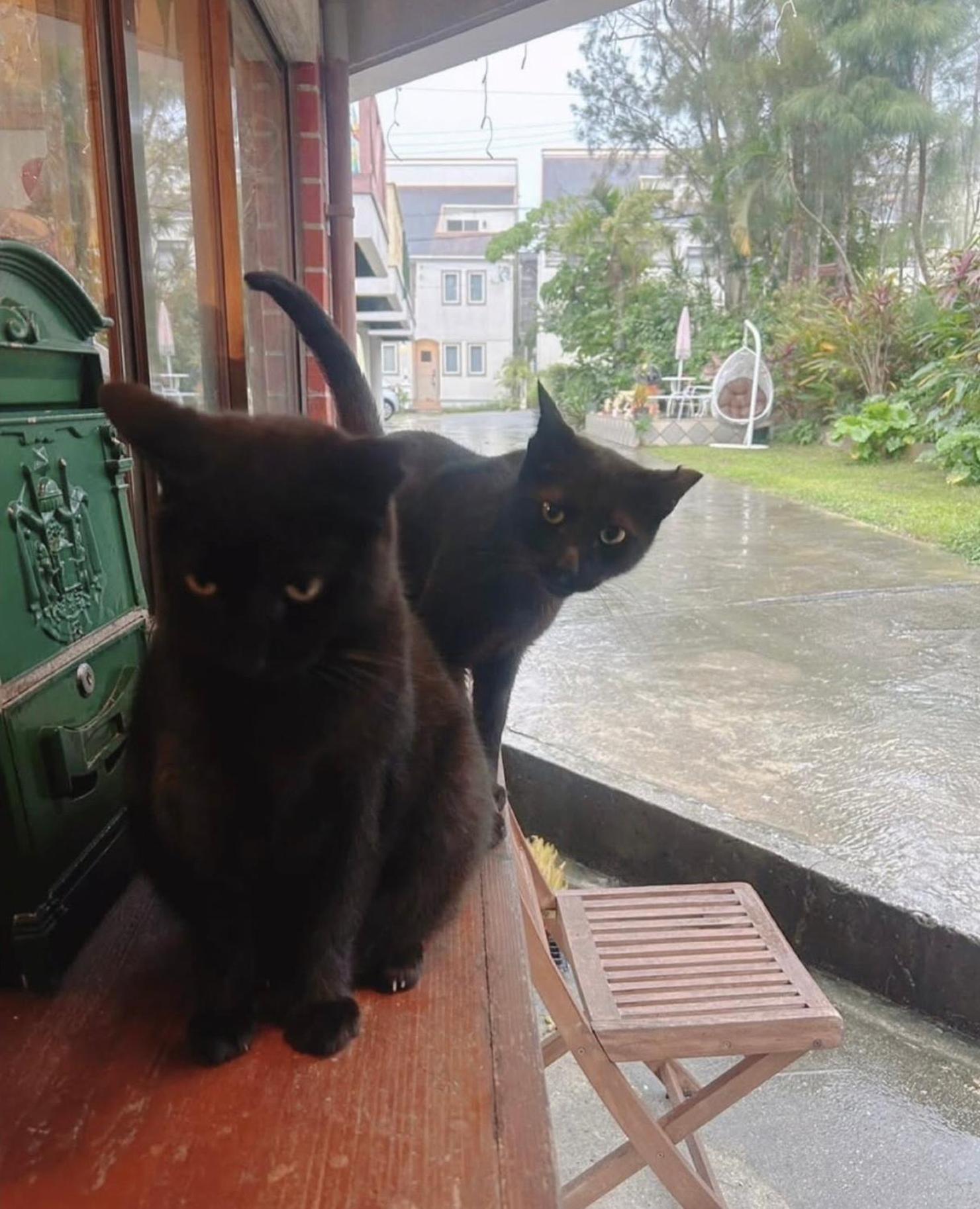Cats,Piano & Starry Sky Resort Garden -Starry Forest Cottage Okinawa- Онна Екстериор снимка
